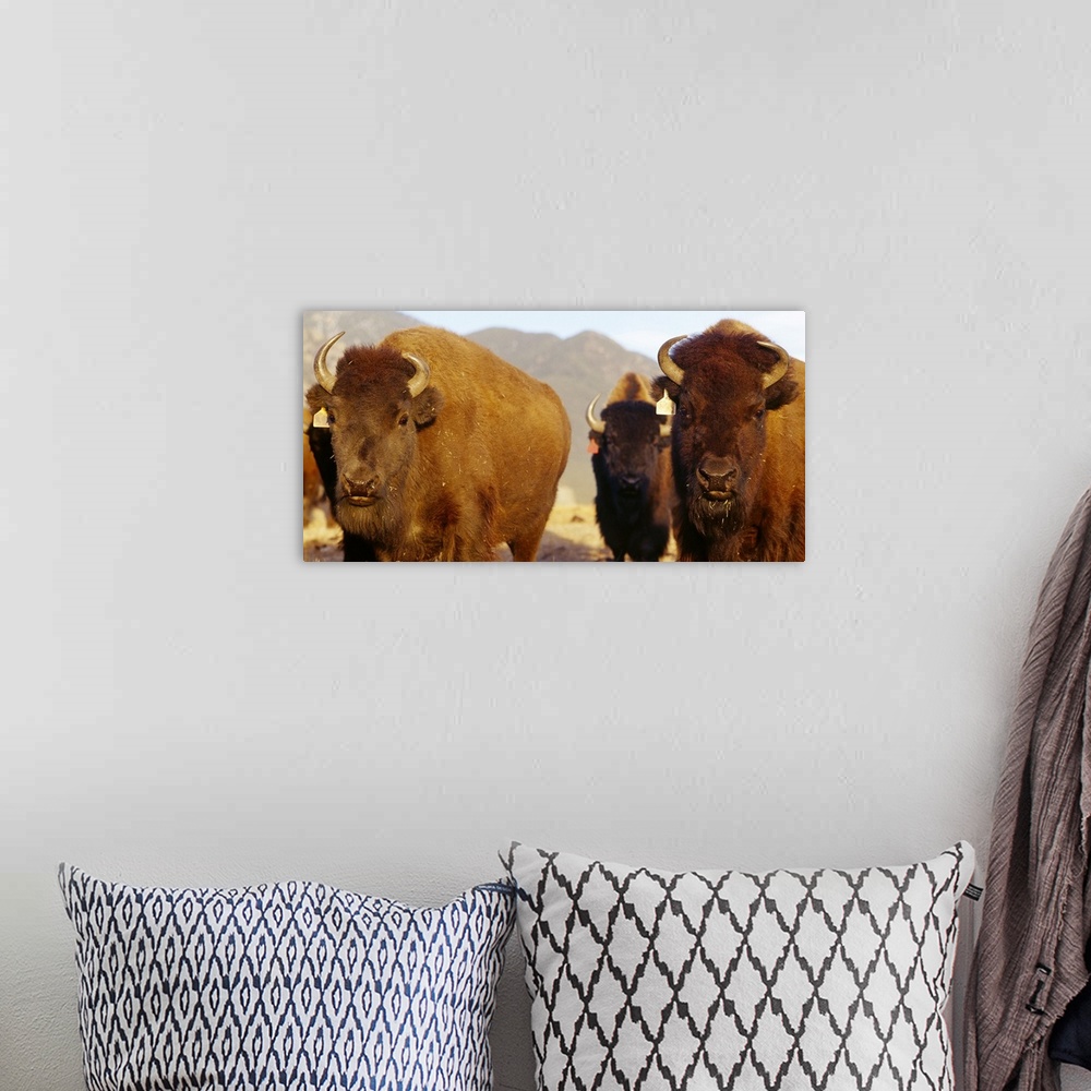 A bohemian room featuring Horizontal photograph on a big canvas of an approaching herd of buffalo, a mountain landscape in ...
