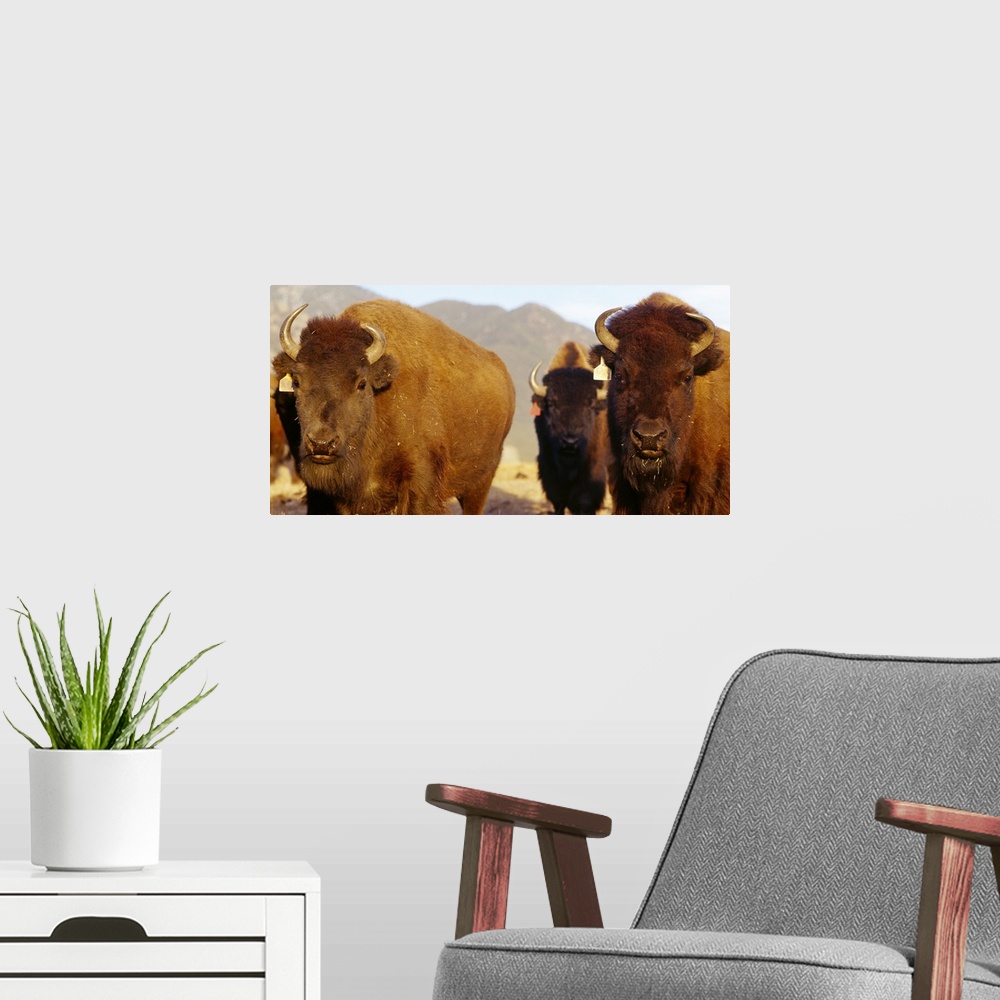 A modern room featuring Horizontal photograph on a big canvas of an approaching herd of buffalo, a mountain landscape in ...