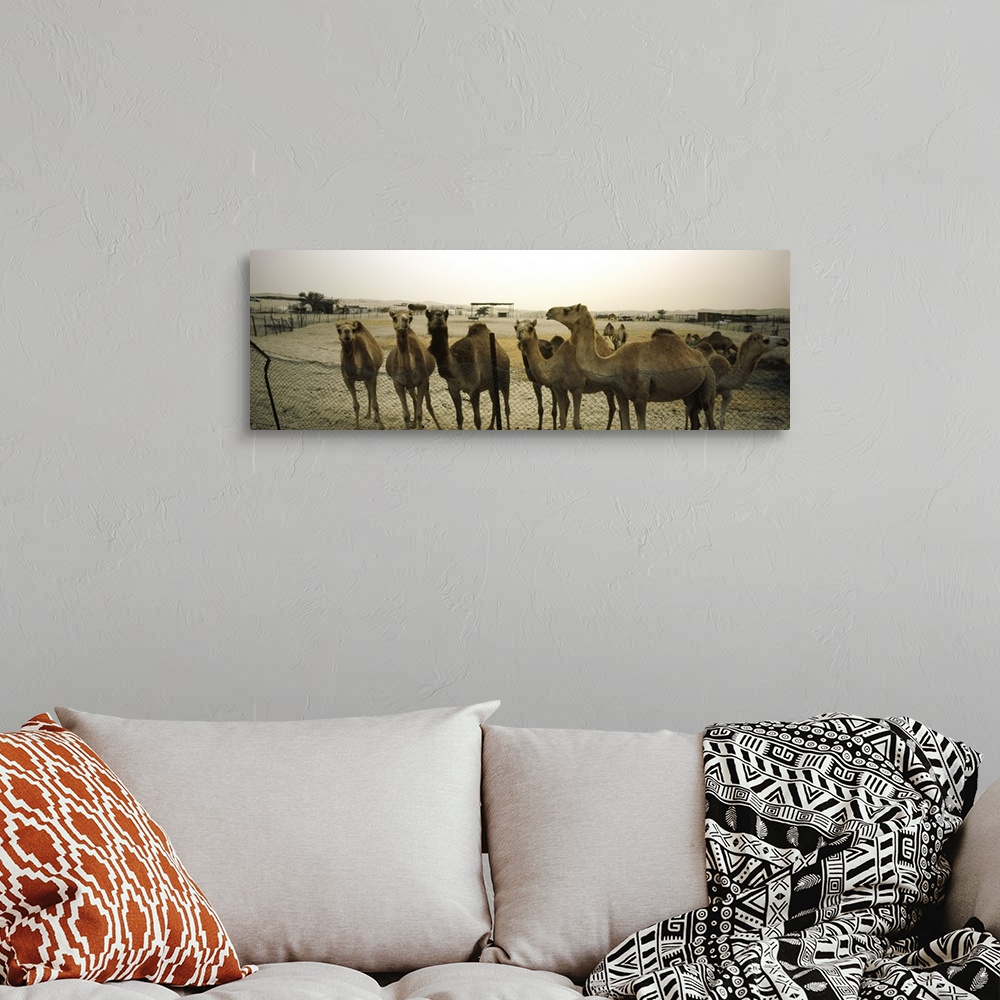 A bohemian room featuring Herd of camels in a farm, Abu Dhabi, United Arab Emirates
