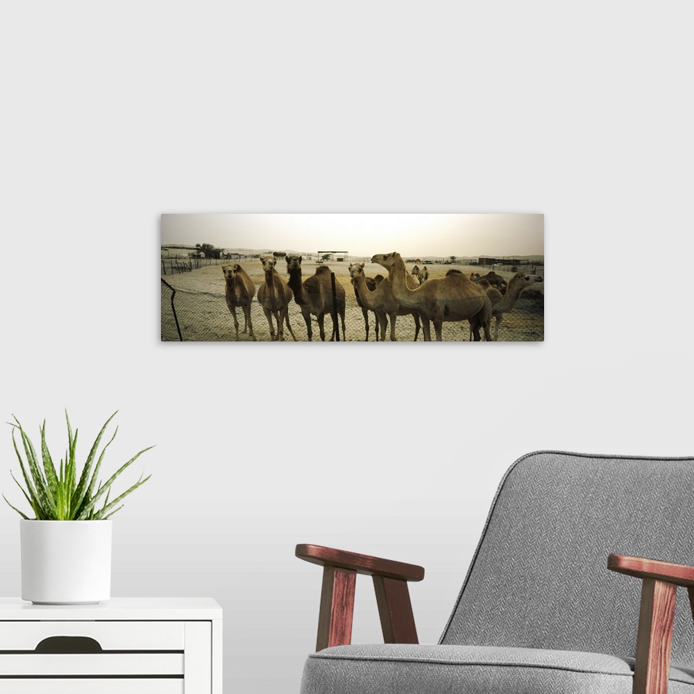 A modern room featuring Herd of camels in a farm, Abu Dhabi, United Arab Emirates