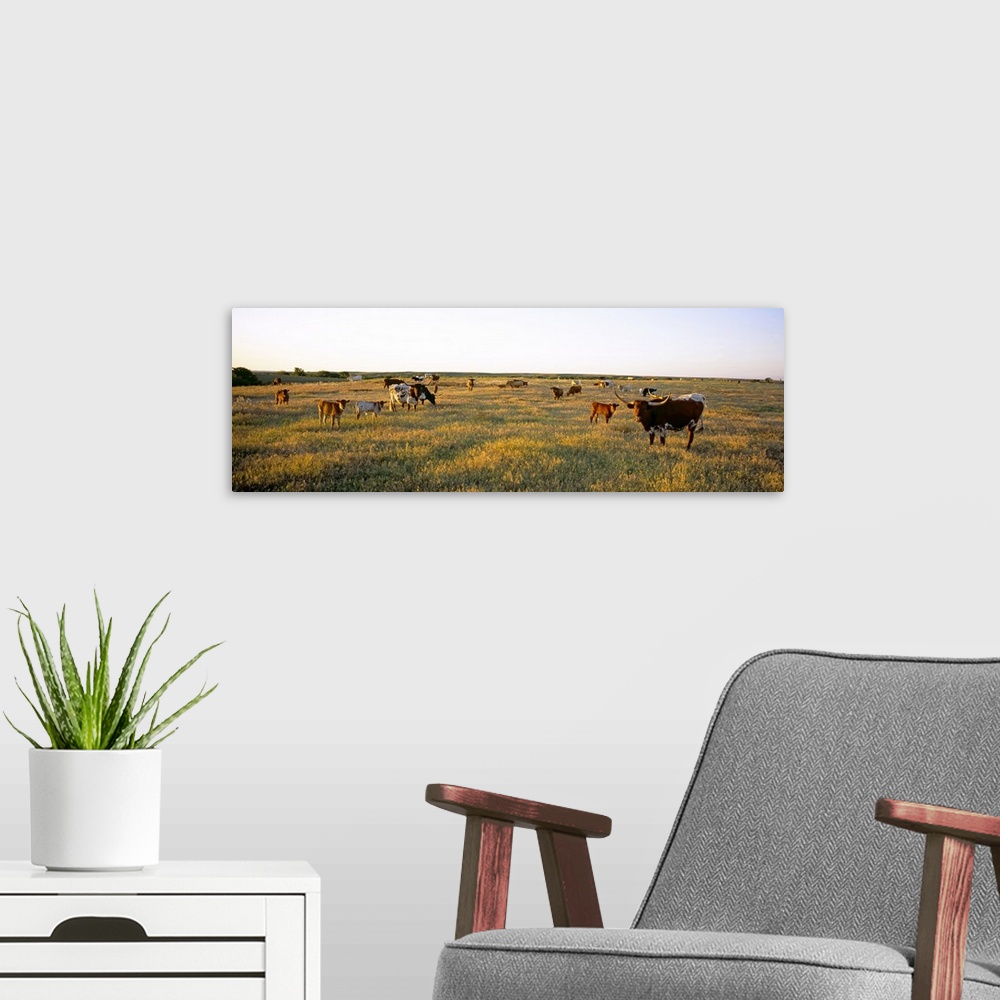 A modern room featuring Herd of cattle grazing in a field, Texas Longhorn Cattle, Kansas
