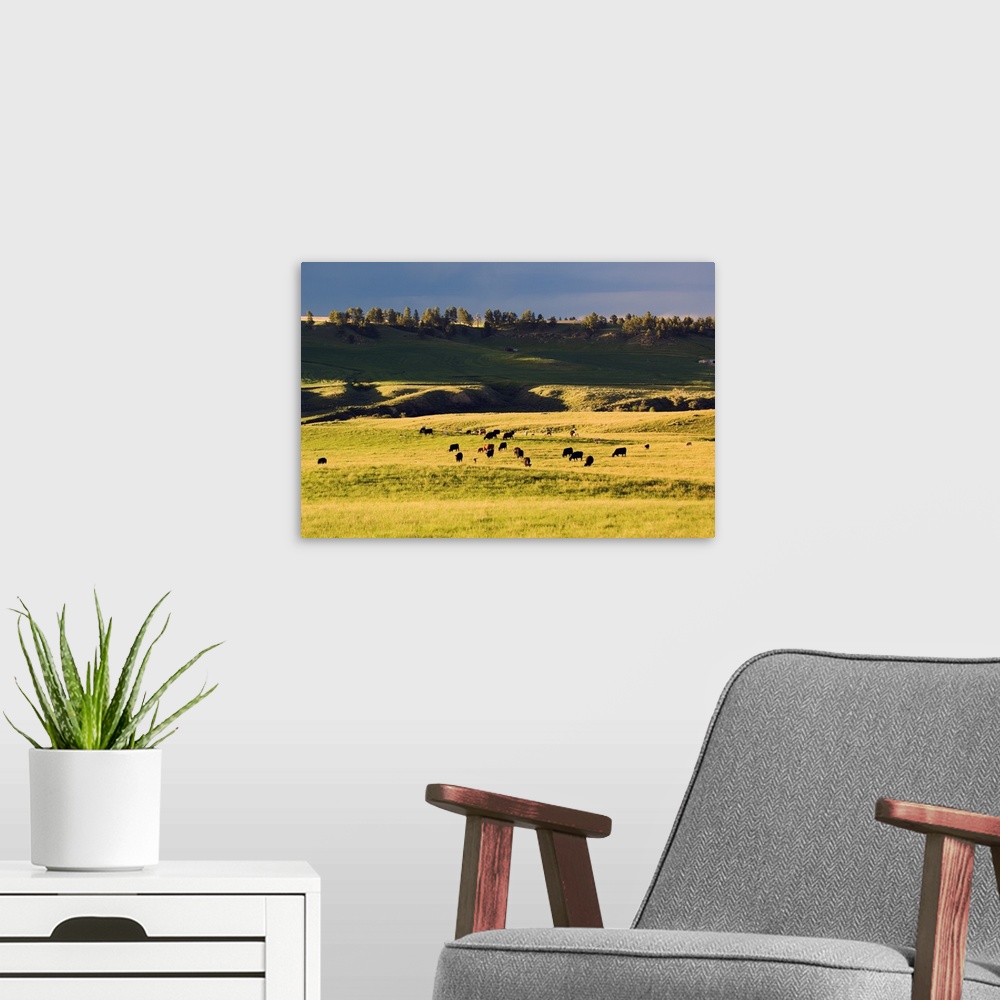 A modern room featuring Herd of cattle grazing in grassy meadow, Missouri Breaks, Montana