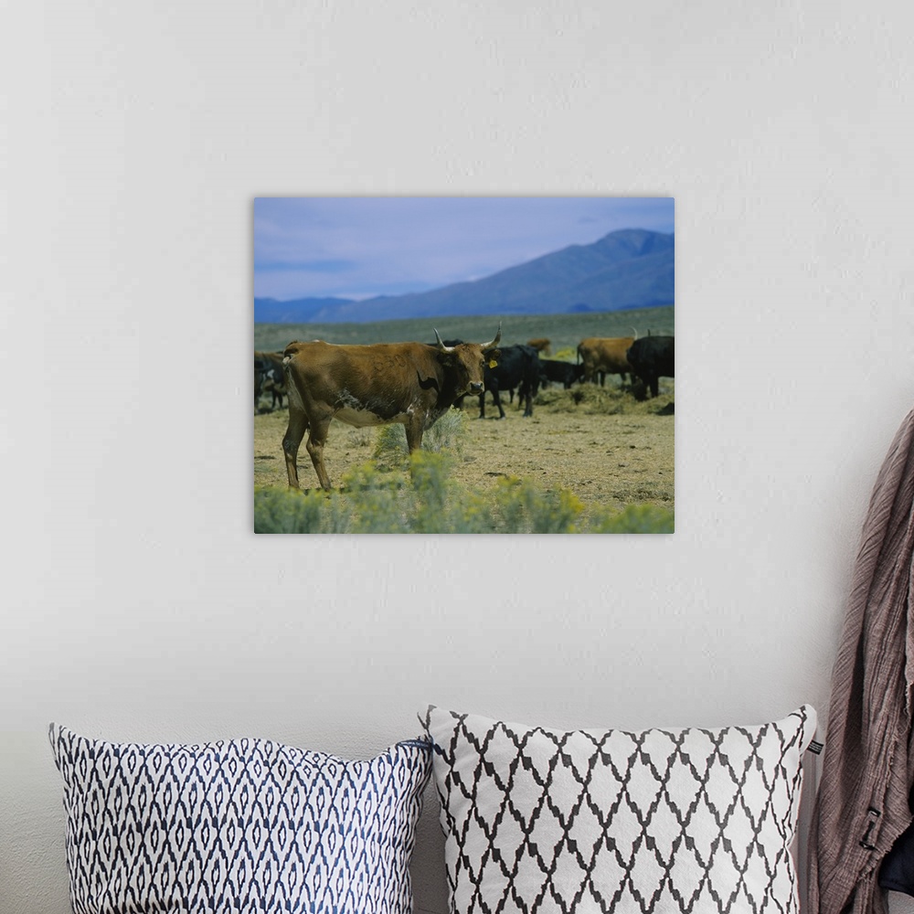 A bohemian room featuring Herd of cattle in a field, Taos, Taos County, New Mexico