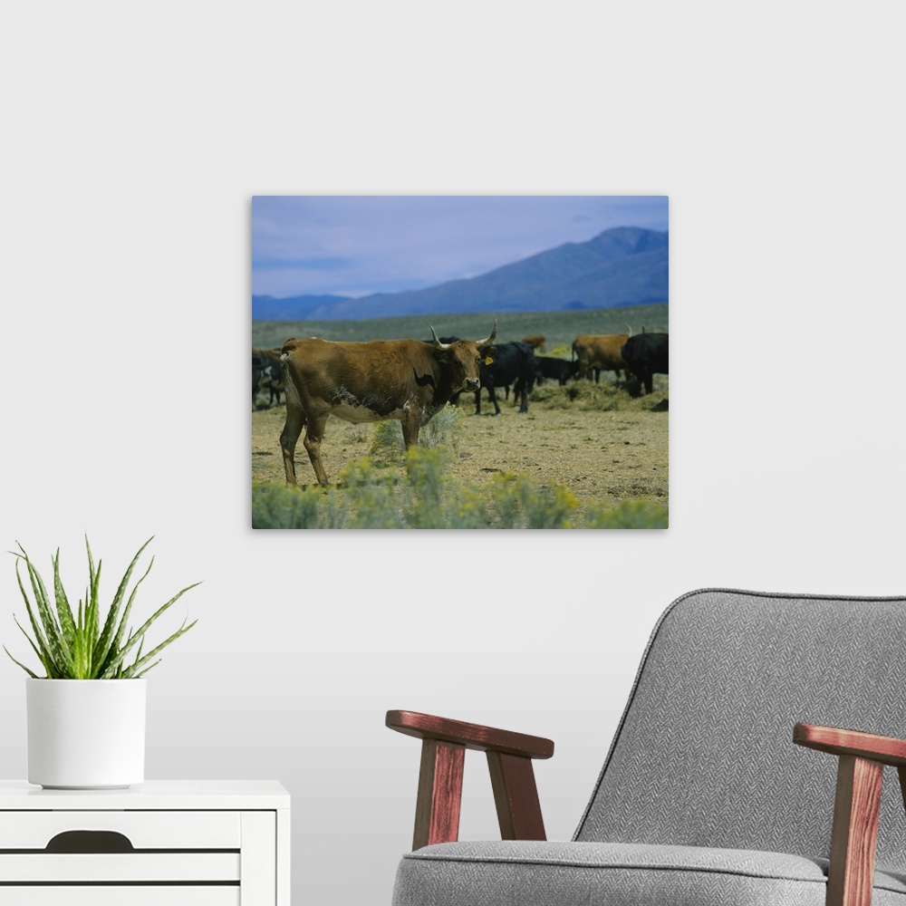 A modern room featuring Herd of cattle in a field, Taos, Taos County, New Mexico
