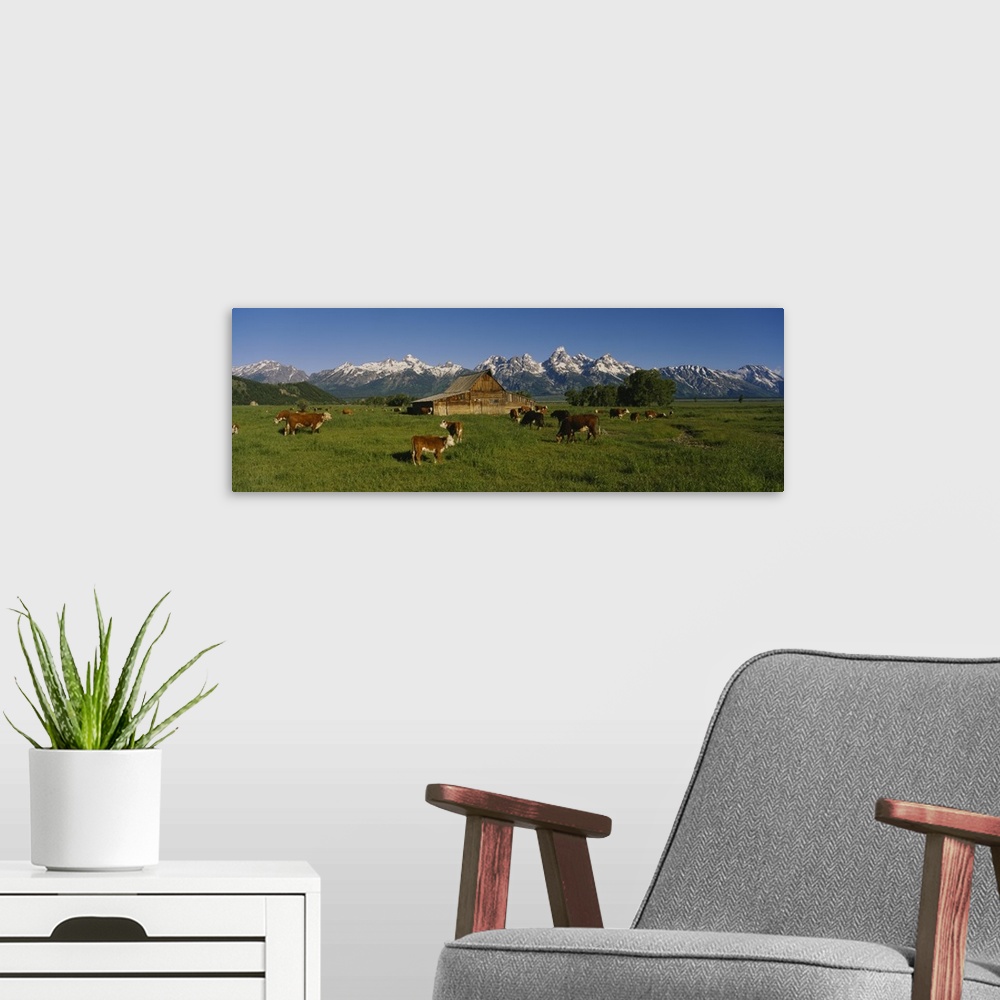 A modern room featuring Long and narrow photo on canvas of cows in a pasture with a barn and rugged snowy mountains in th...