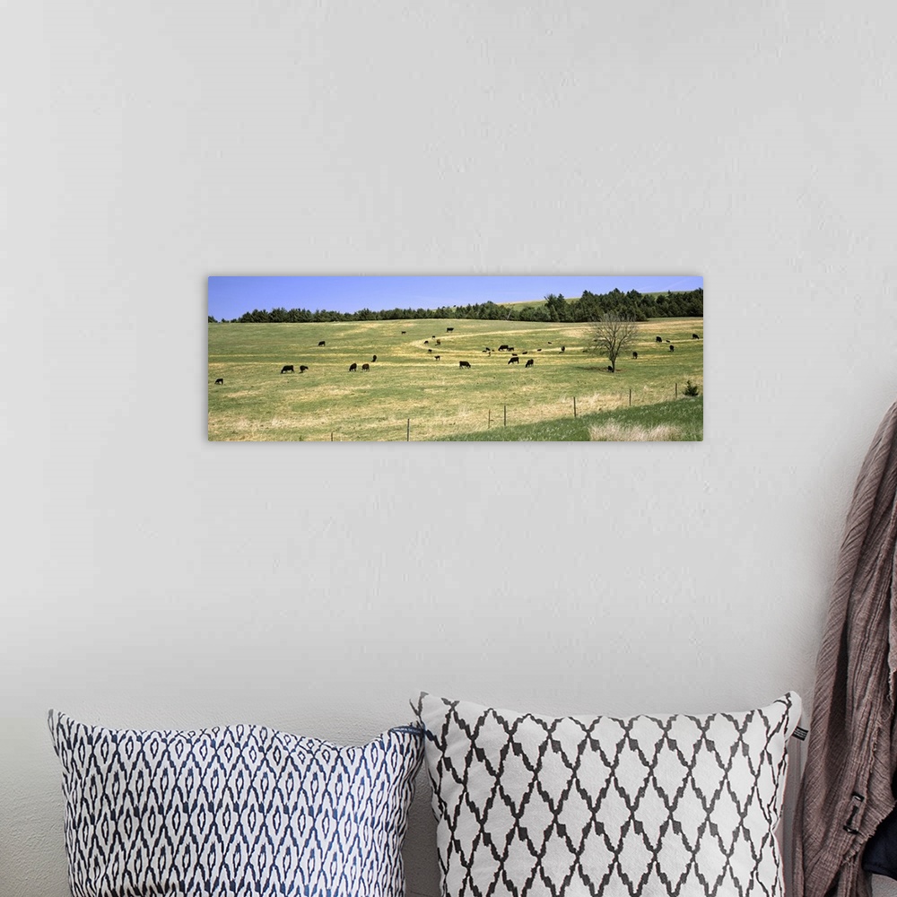 A bohemian room featuring Herd of cows grazing in a field, Kansas
