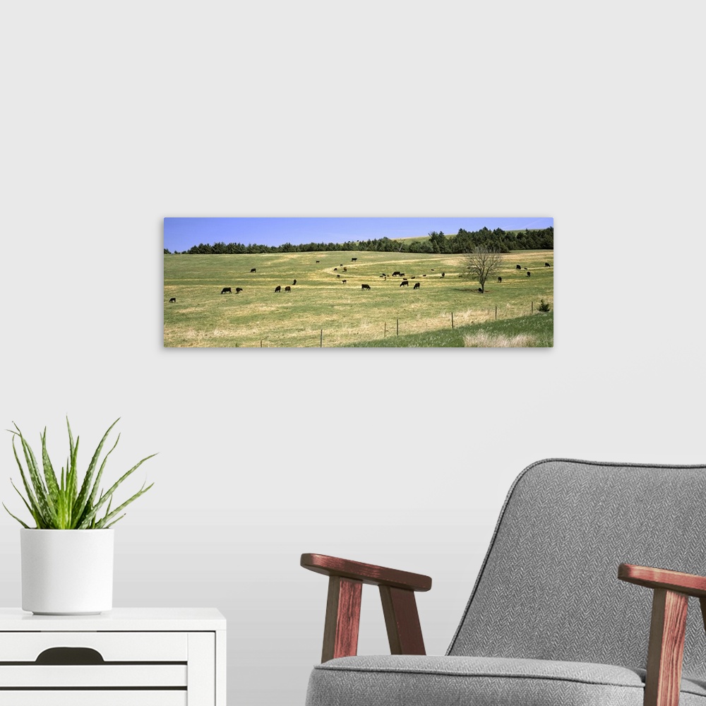 A modern room featuring Herd of cows grazing in a field, Kansas
