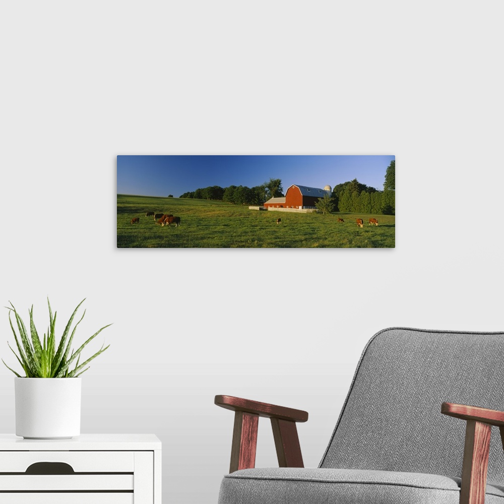 A modern room featuring Herd of cows grazing in a field, Kent County, Michigan