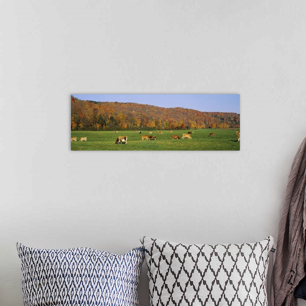 A bohemian room featuring Herd of cows grazing in a field, Wilmington, Windham County, Vermont, New England