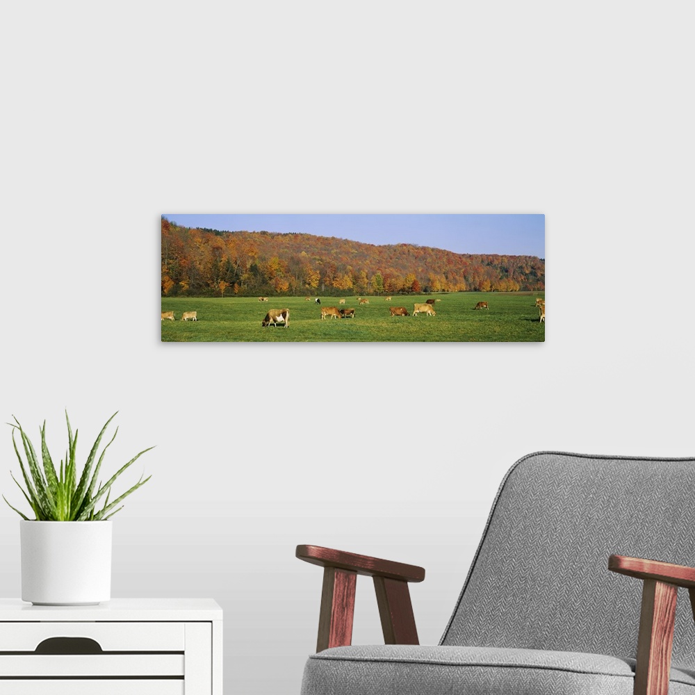 A modern room featuring Herd of cows grazing in a field, Wilmington, Windham County, Vermont, New England