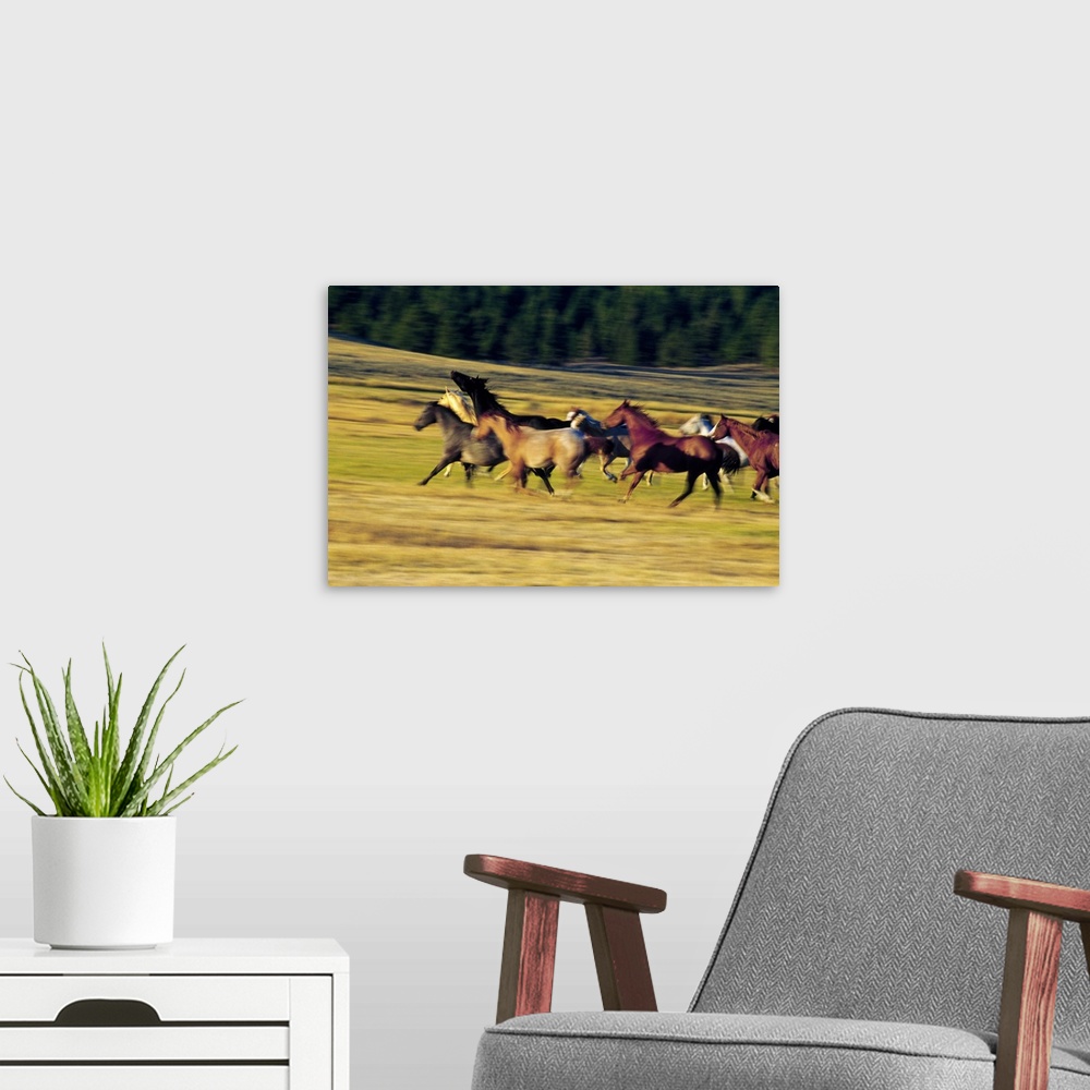A modern room featuring Wall docor of a pack of horses running through a field.