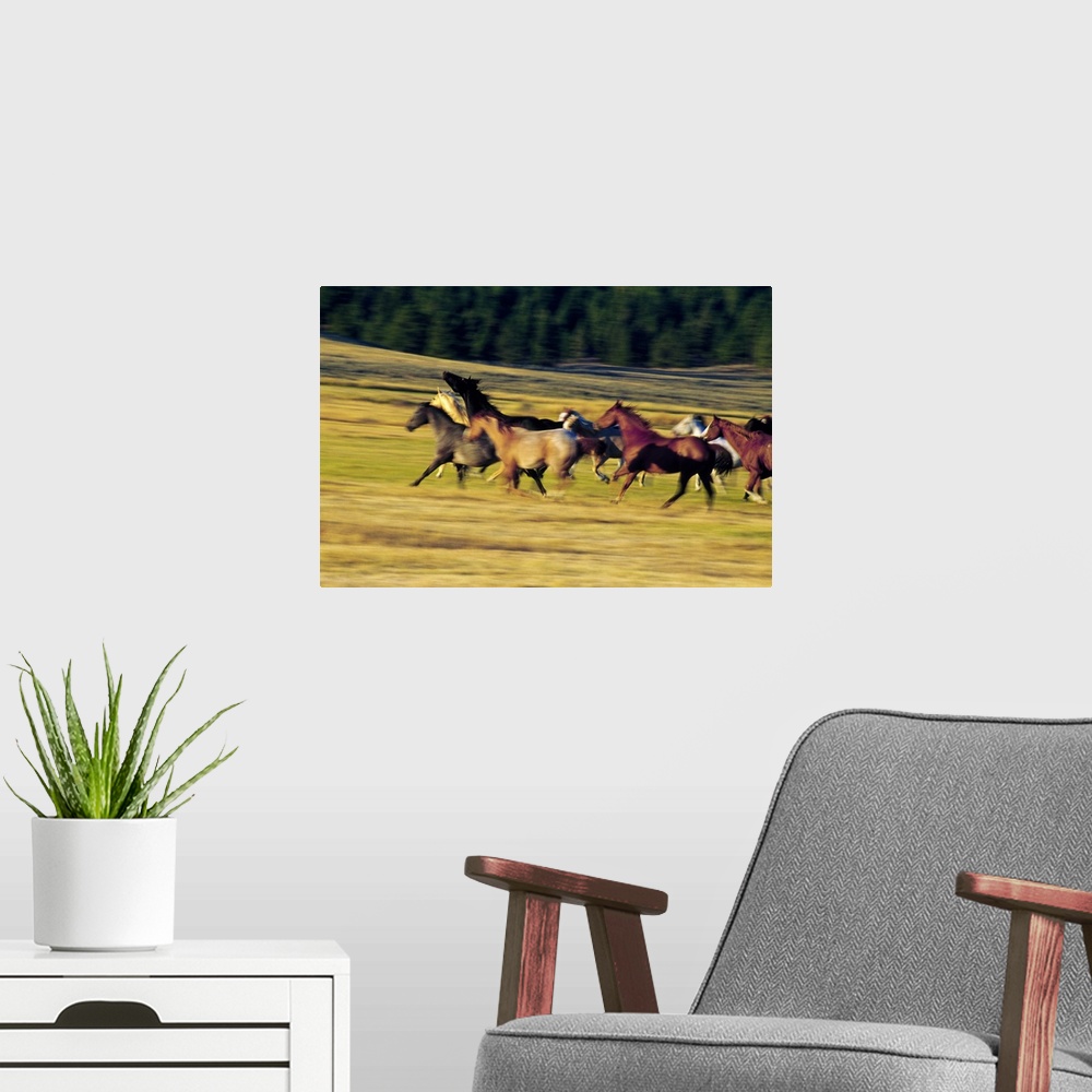 A modern room featuring Wall docor of a pack of horses running through a field.