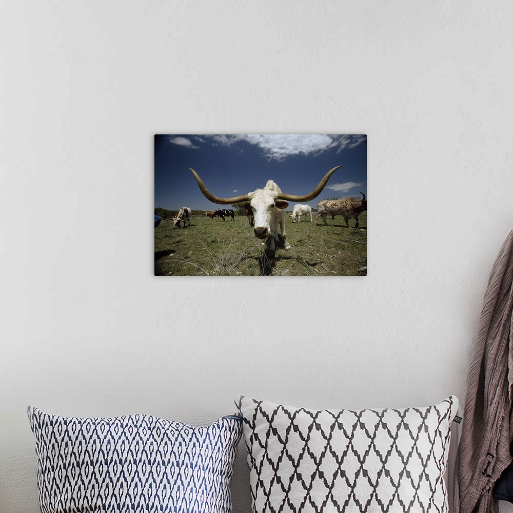 A bohemian room featuring Oversized landscape photograph of a herd of Texas Longhorn cattle, grazing in a field beneath a b...