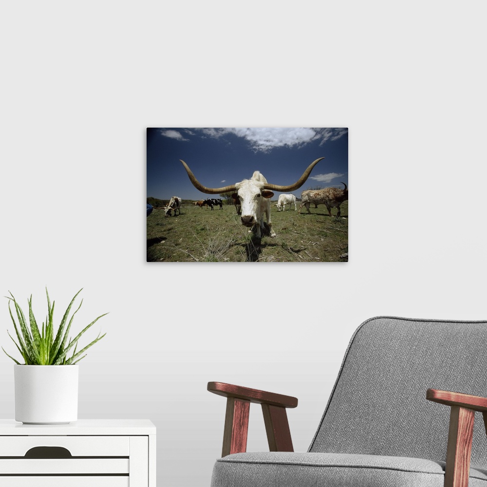 A modern room featuring Oversized landscape photograph of a herd of Texas Longhorn cattle, grazing in a field beneath a b...