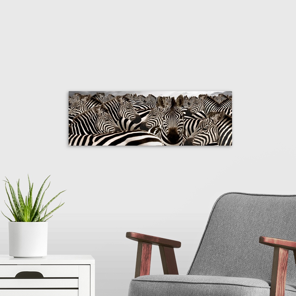 A modern room featuring Wide angle photograph on large canvas of a herd of zebras beneath a cloudy grey sky.