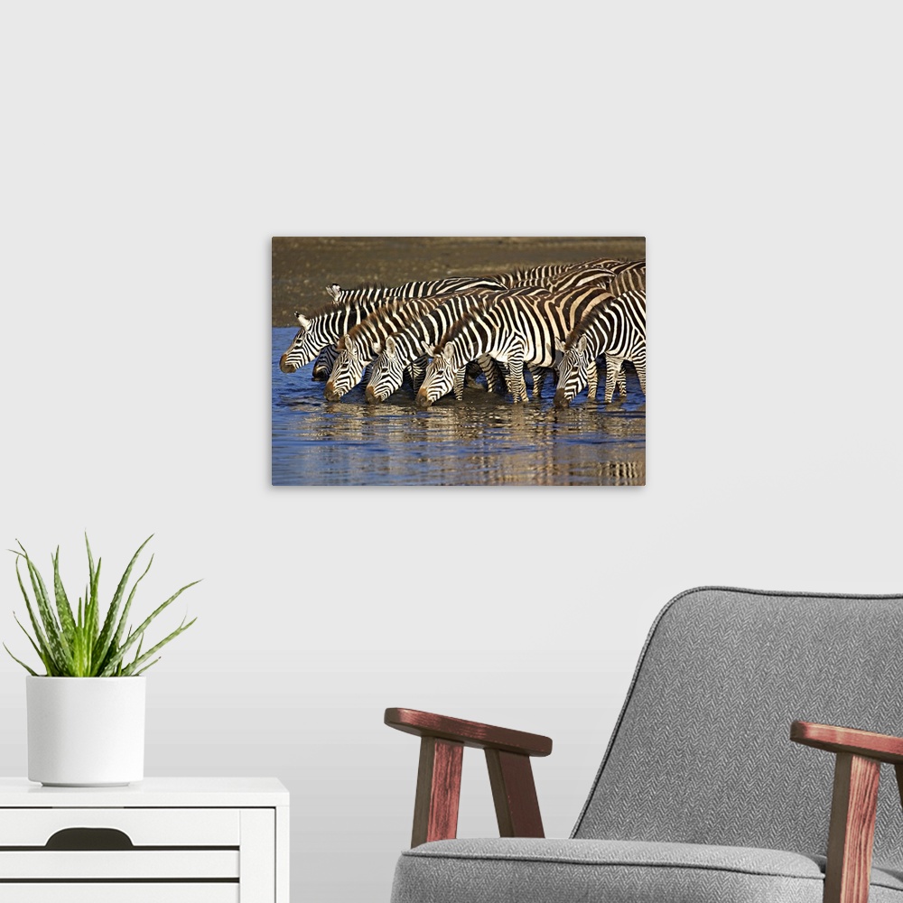 A modern room featuring Herd of zebras drinking water, Ngorongoro Conservation Area, Arusha Region, Tanzania (Equus burch...