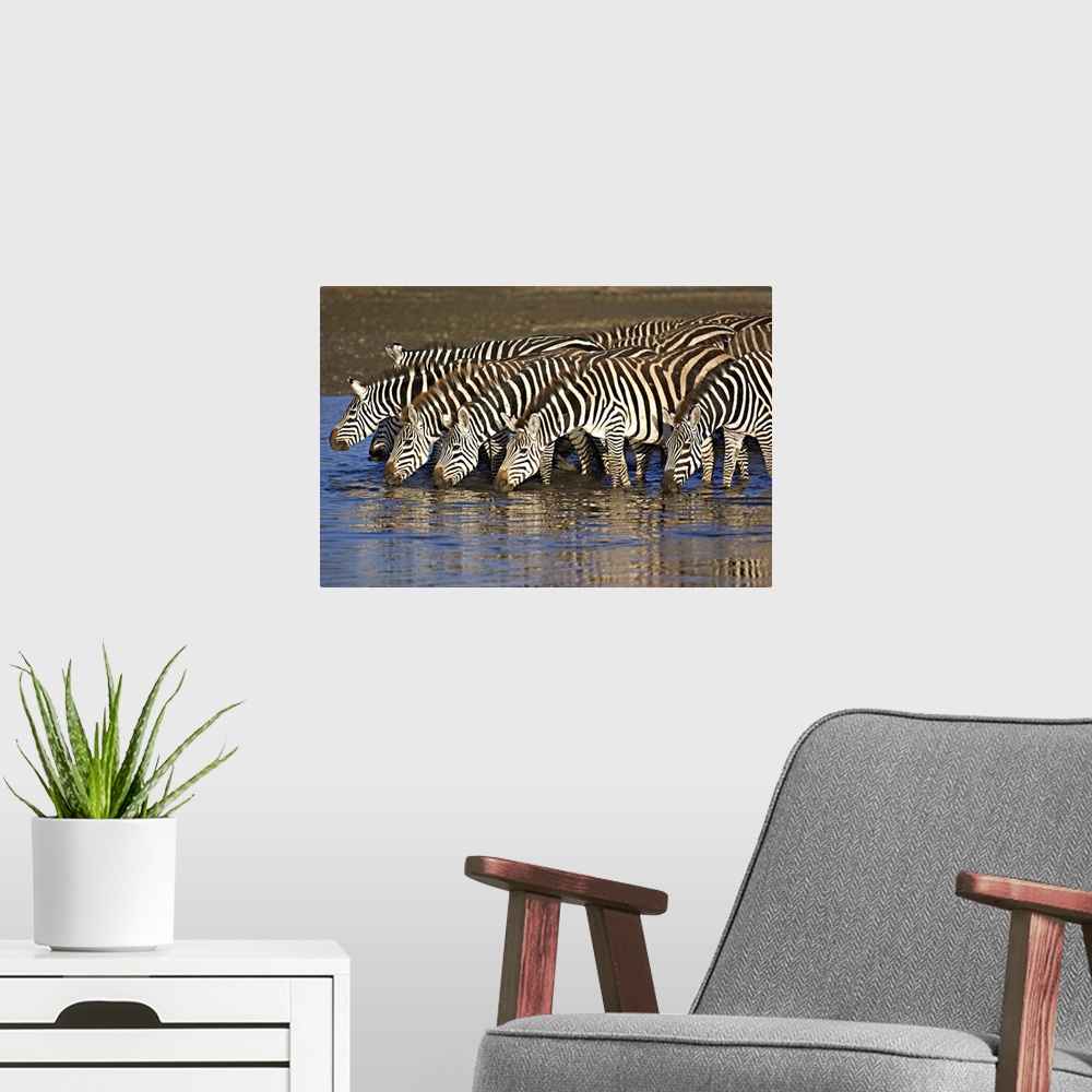A modern room featuring Herd of zebras drinking water, Ngorongoro Conservation Area, Arusha Region, Tanzania (Equus burch...