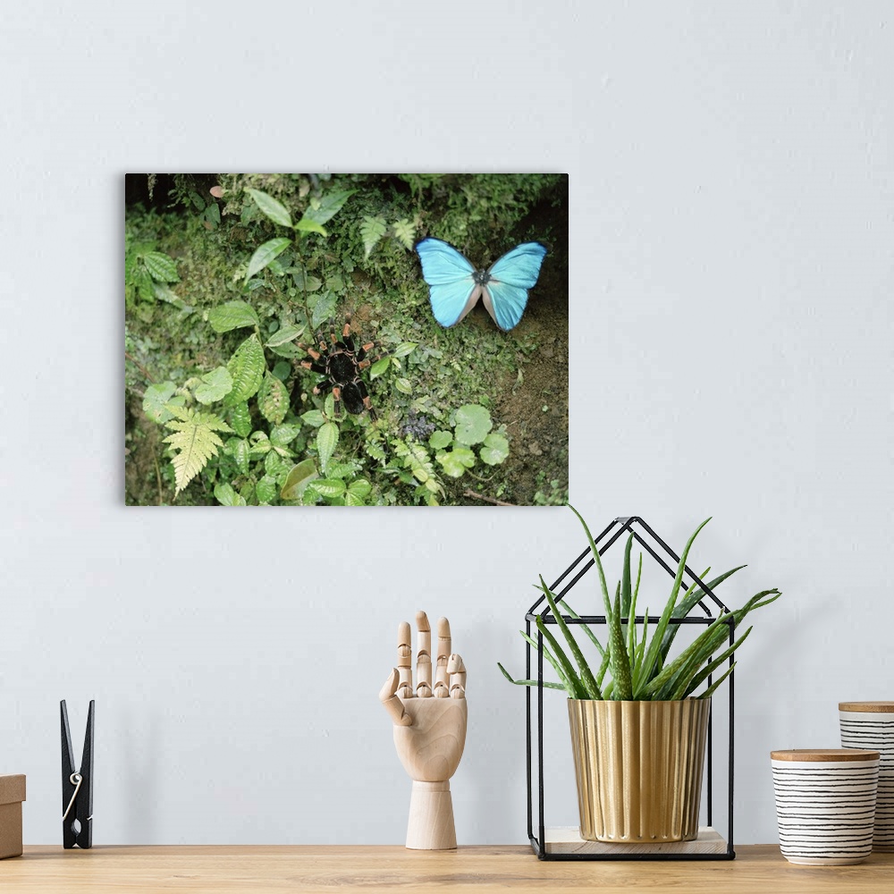 A bohemian room featuring High angle view of a Blue Morpho butterfly (Morpho menelaus) and a Tarantula in a rainforest, Cos...
