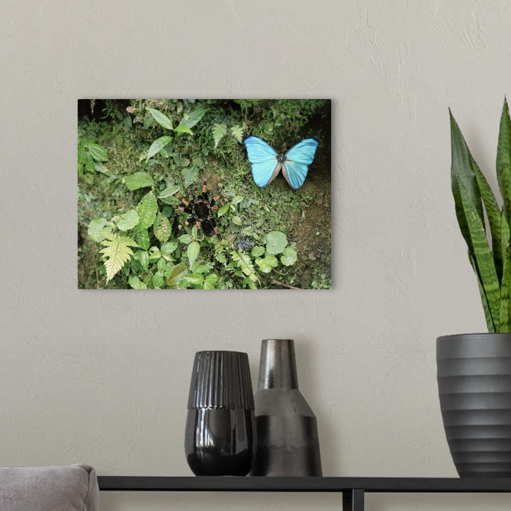 A modern room featuring High angle view of a Blue Morpho butterfly (Morpho menelaus) and a Tarantula in a rainforest, Cos...