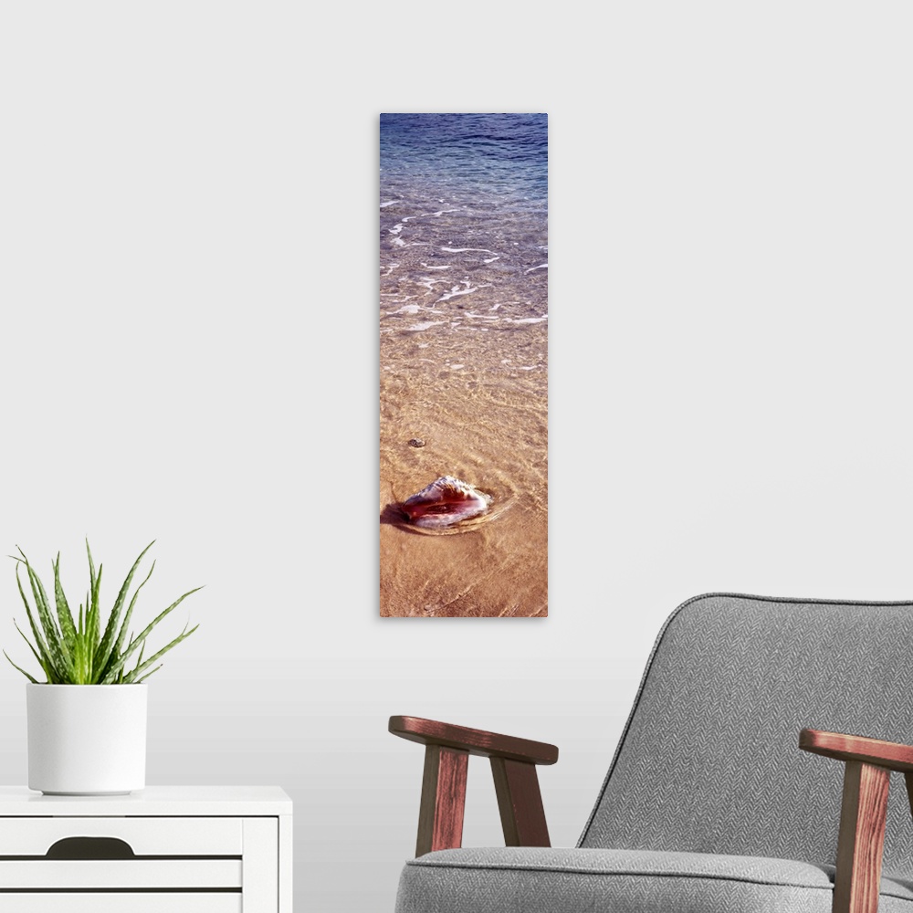 A modern room featuring Vertical panoramic of ocean waves running over a seashell in the sand.