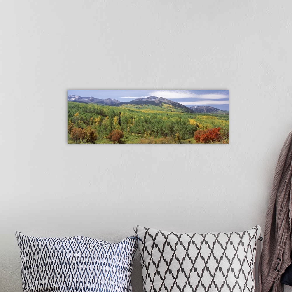 A bohemian room featuring High angle view of a forest, Gunnison National Forest, West Elk Mountains, Colorado