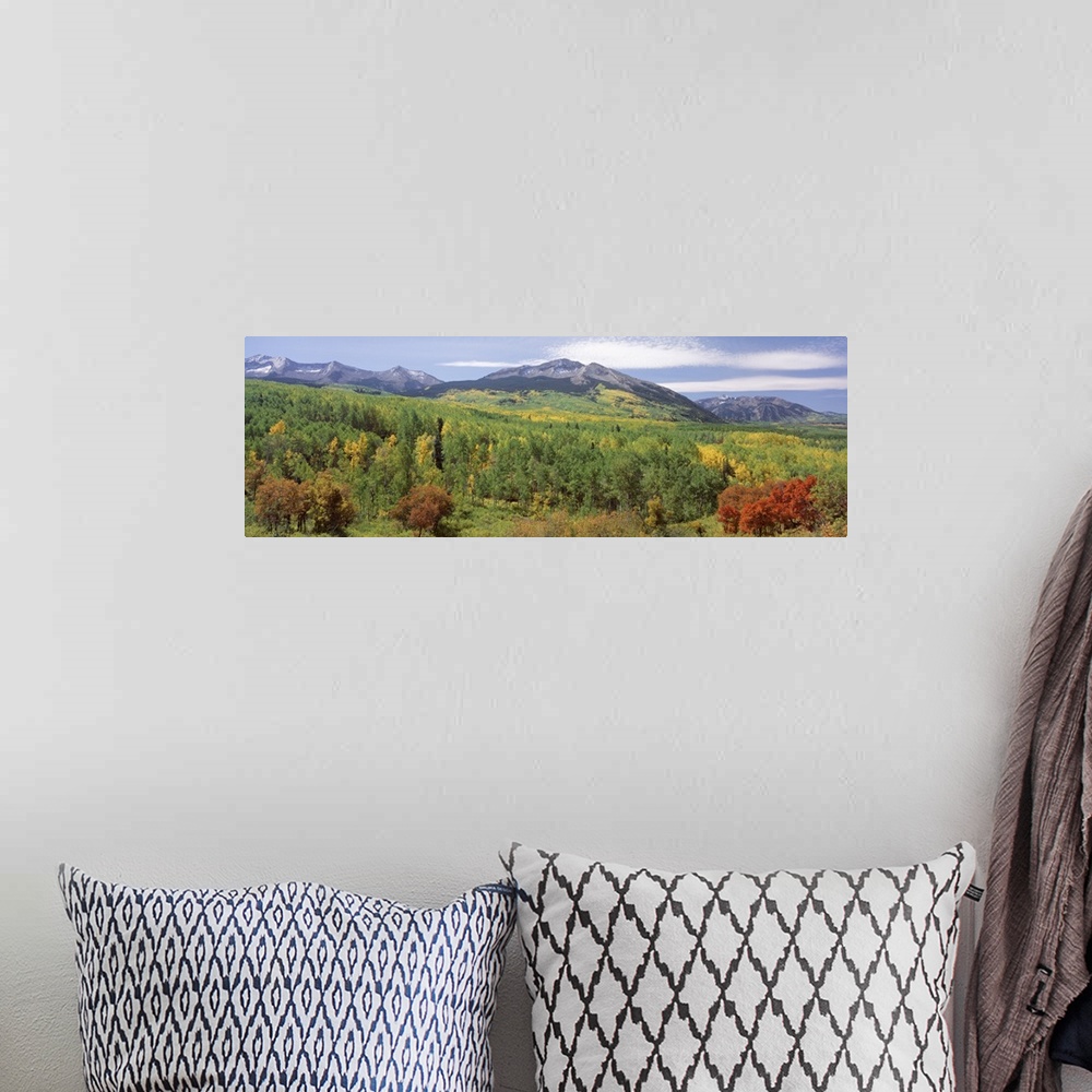 A bohemian room featuring High angle view of a forest, Gunnison National Forest, West Elk Mountains, Colorado