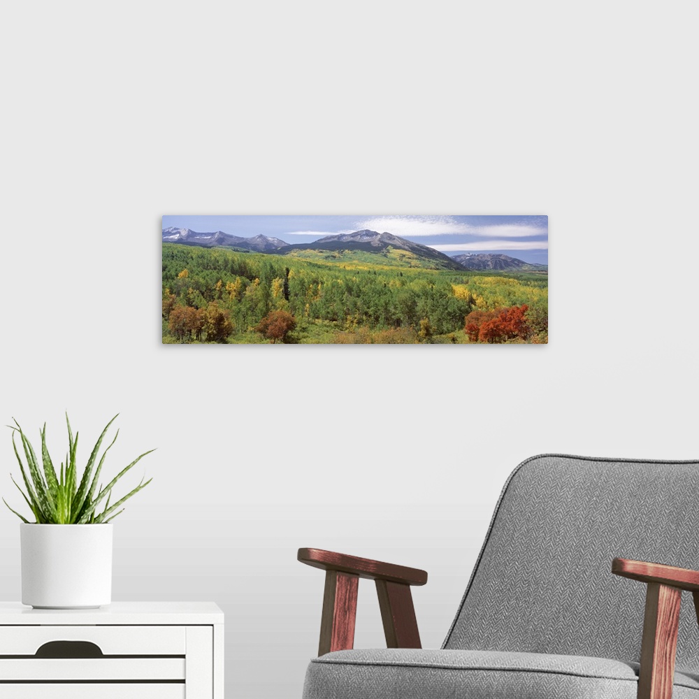 A modern room featuring High angle view of a forest, Gunnison National Forest, West Elk Mountains, Colorado
