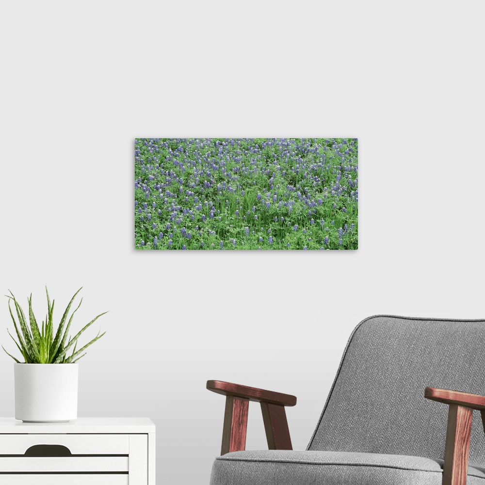 A modern room featuring High angle view of a grassy field, Texas Blue Bonnets, Austin, Texas