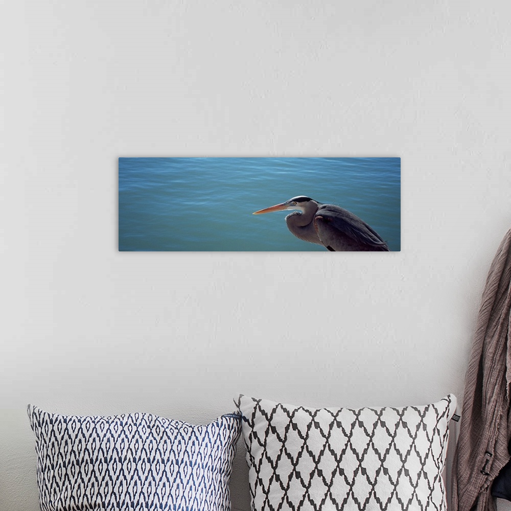 A bohemian room featuring High angle view of a Great blue heron looking over water (Ardea herodias)