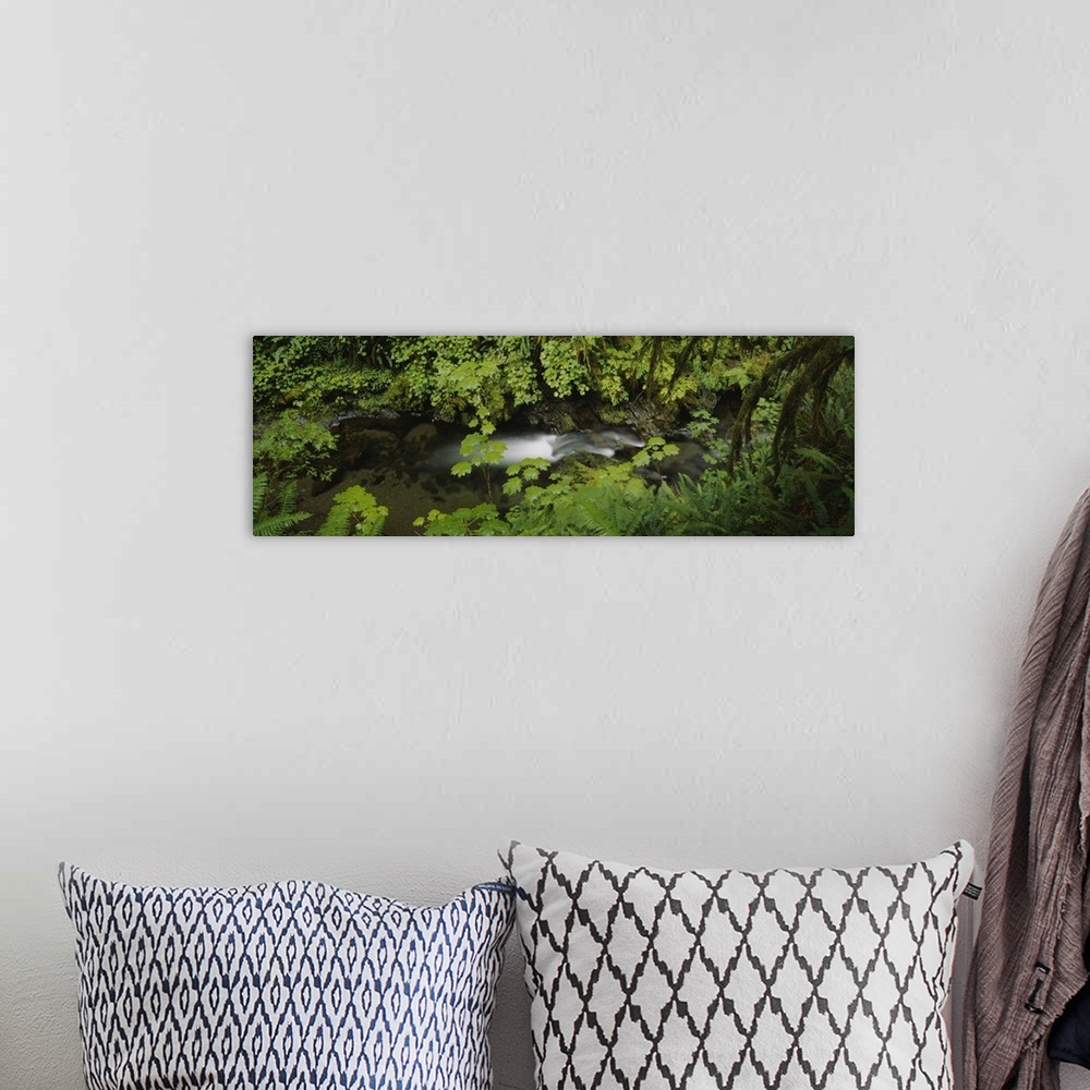 A bohemian room featuring High angle view of a lake in the forest, Willaby Creek, Olympic National Forest, Washington State