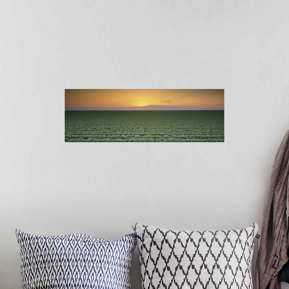 A bohemian room featuring High angle view of a lettuce field at sunset, Fresno, San Joaquin Valley, California