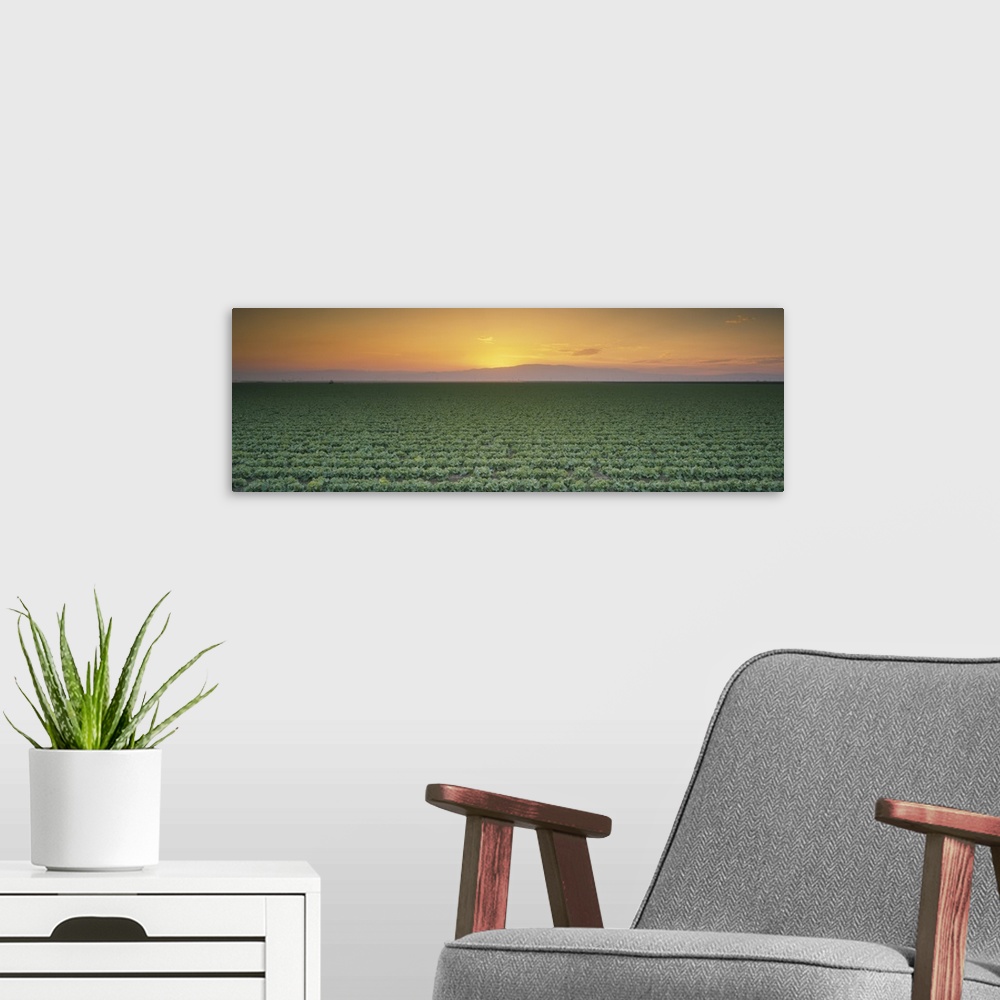 A modern room featuring High angle view of a lettuce field at sunset, Fresno, San Joaquin Valley, California