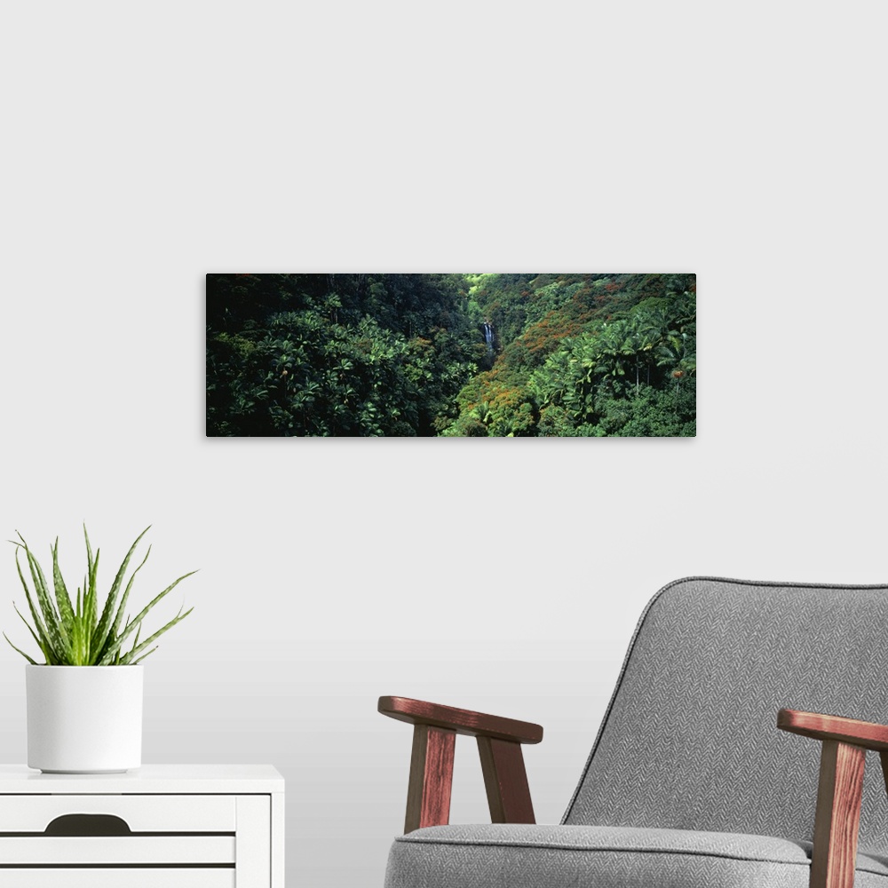 A modern room featuring High angle view of a rainforest, Hawaii