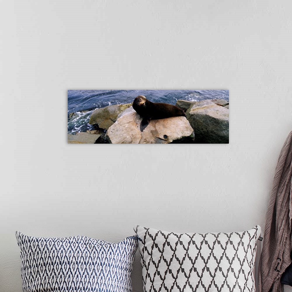 A bohemian room featuring High angle view of a sea lion lying on a rock at the coast, Fishermans Wharf, Monterey, California
