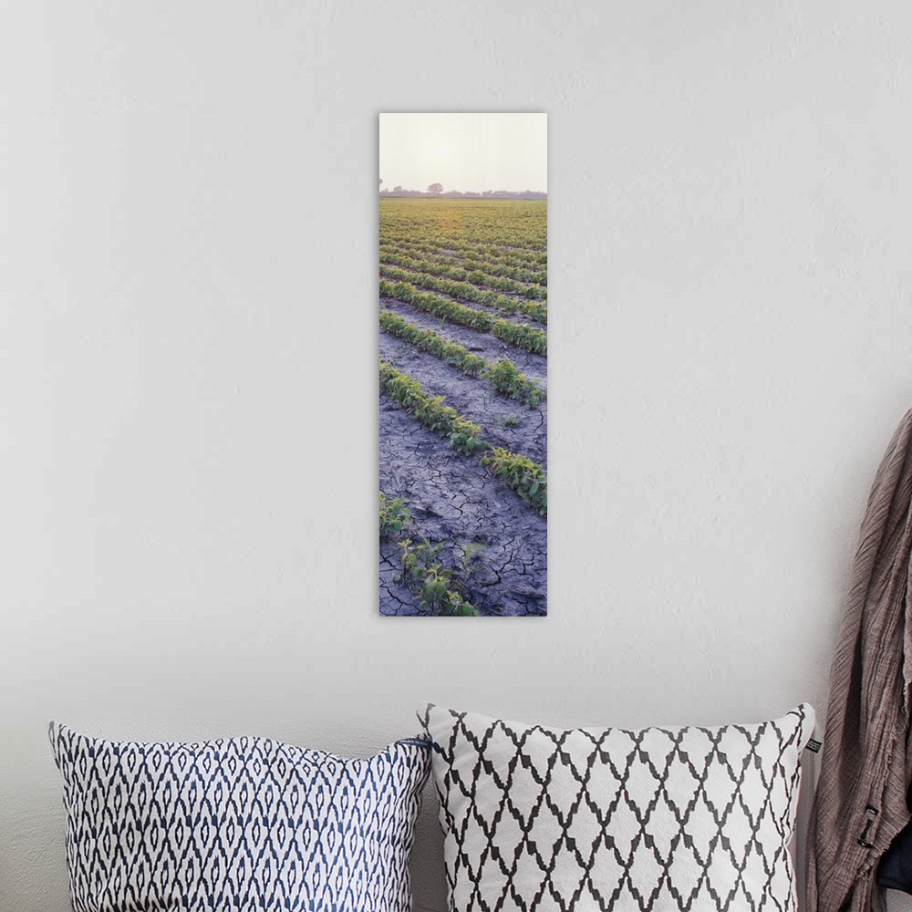 A bohemian room featuring High angle view of a Soybean field, Chase County, Kansas