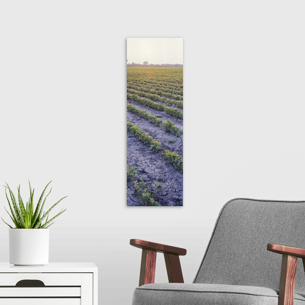 A modern room featuring High angle view of a Soybean field, Chase County, Kansas