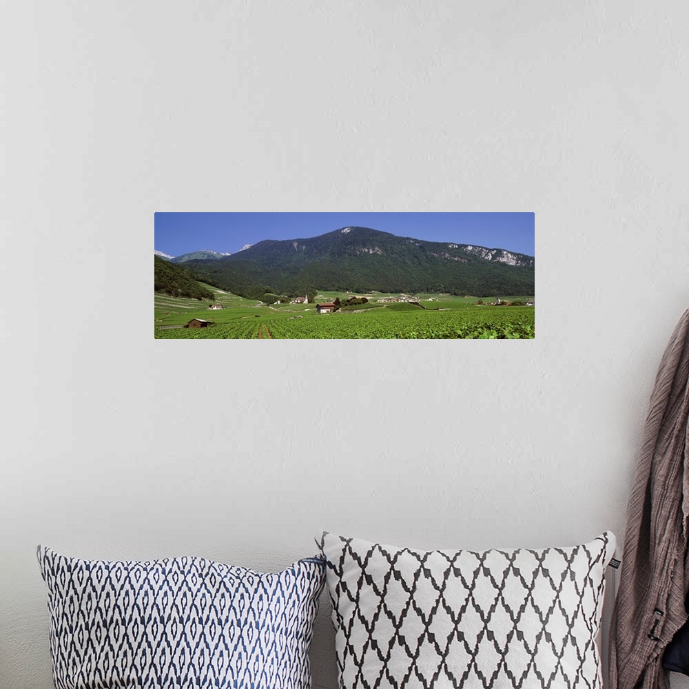 A bohemian room featuring High angle view of a vineyard, Valais, Switzerland