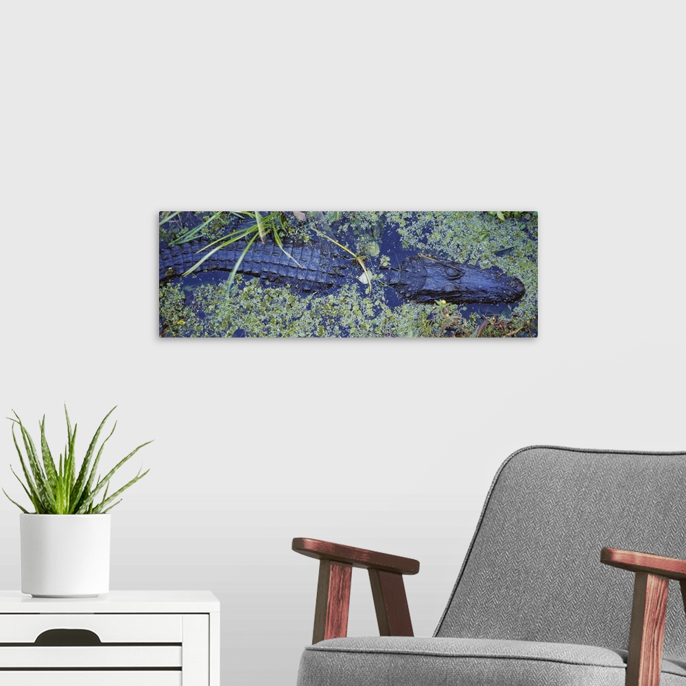 A modern room featuring High angle view of an alligator swimming in a river, Florida