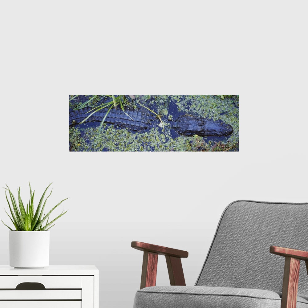 A modern room featuring High angle view of an alligator swimming in a river, Florida
