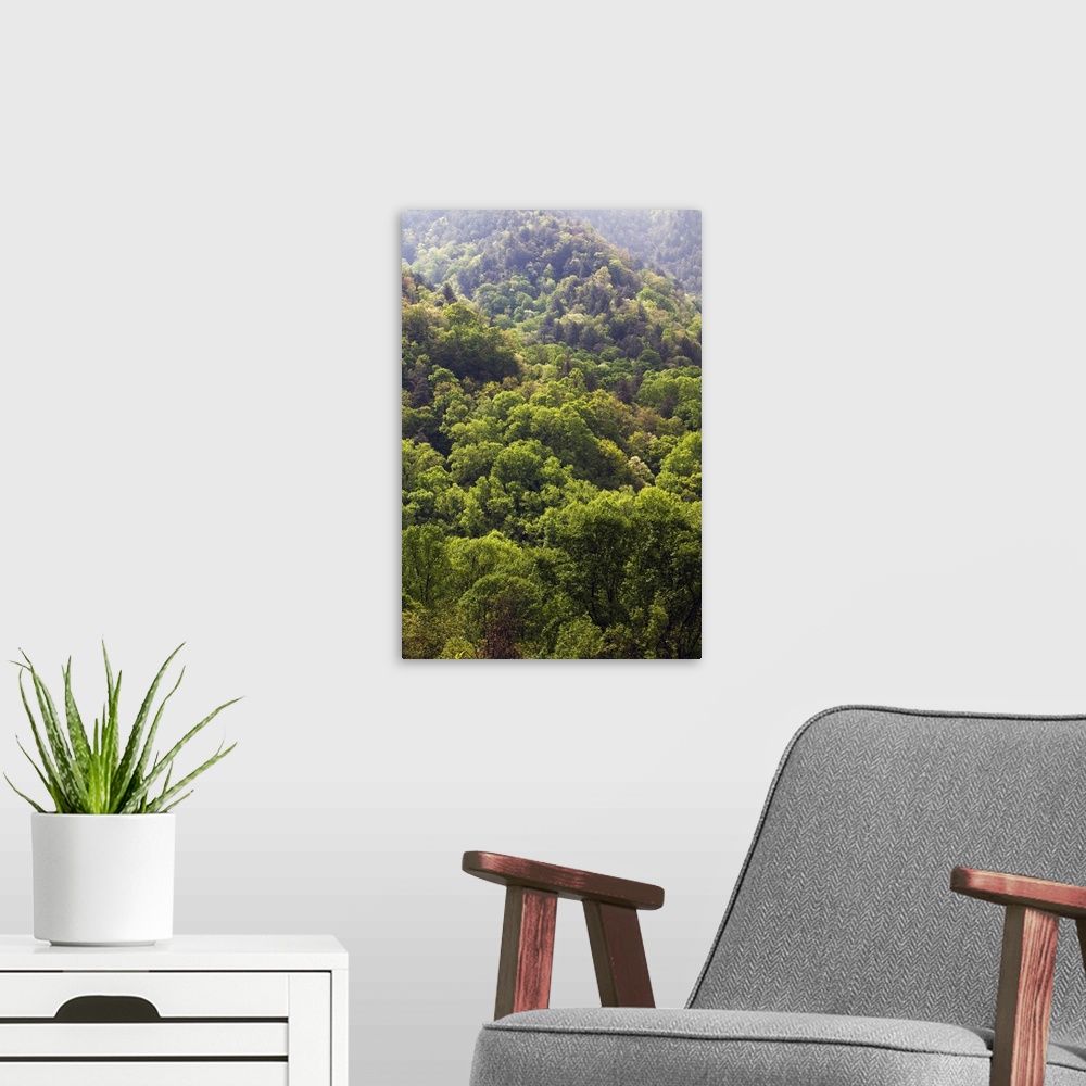 A modern room featuring High angle view of Appalachian hardwood forest, spring, Great Smoky Mountains National Park, Tenn...