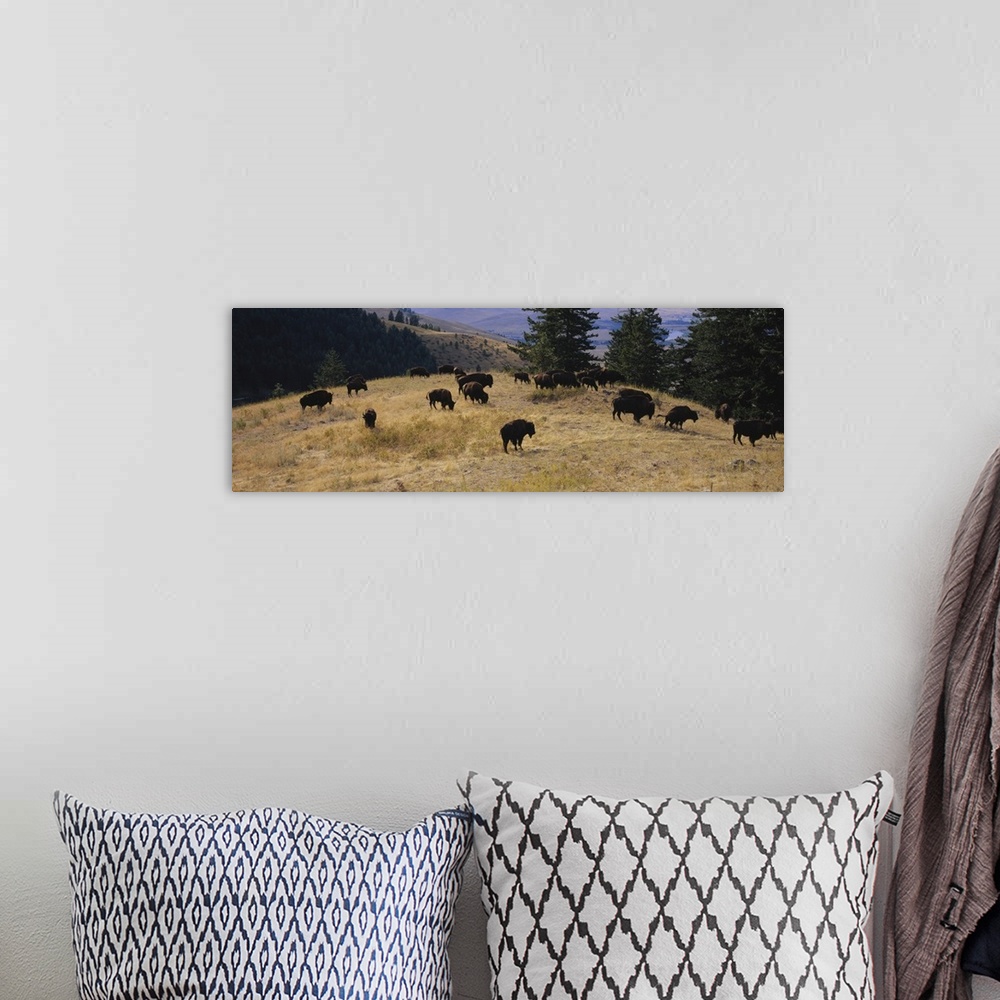 A bohemian room featuring High angle view of bisons grazing, National Bison Range, Moiese, Montana