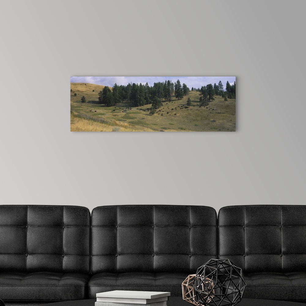 A modern room featuring High angle view of bisons grazing, National Bison Range, Moiese, Montana