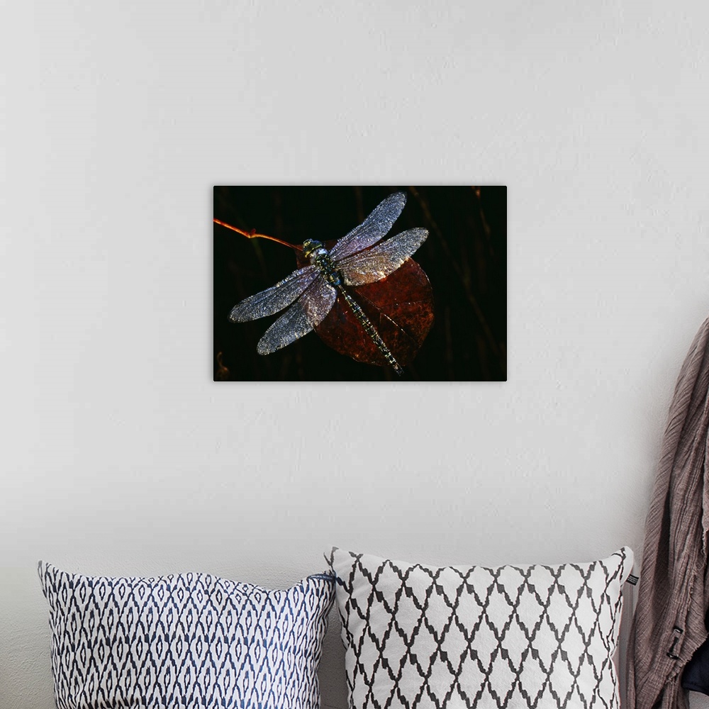 A bohemian room featuring High angle view of blue darner dragonfly on leaf, close up, Canada.