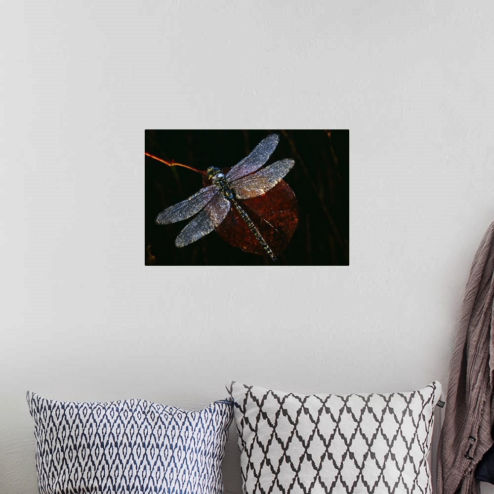 A bohemian room featuring High angle view of blue darner dragonfly on leaf, close up, Canada.