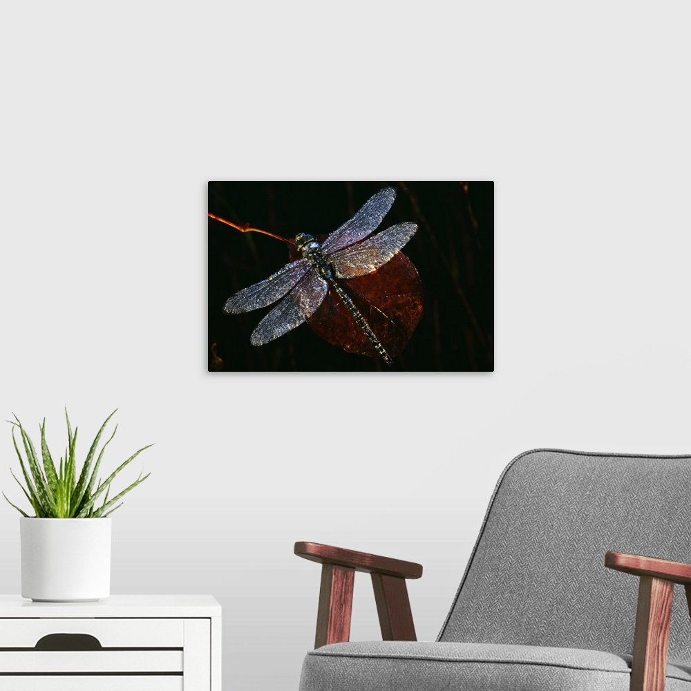 A modern room featuring High angle view of blue darner dragonfly on leaf, close up, Canada.