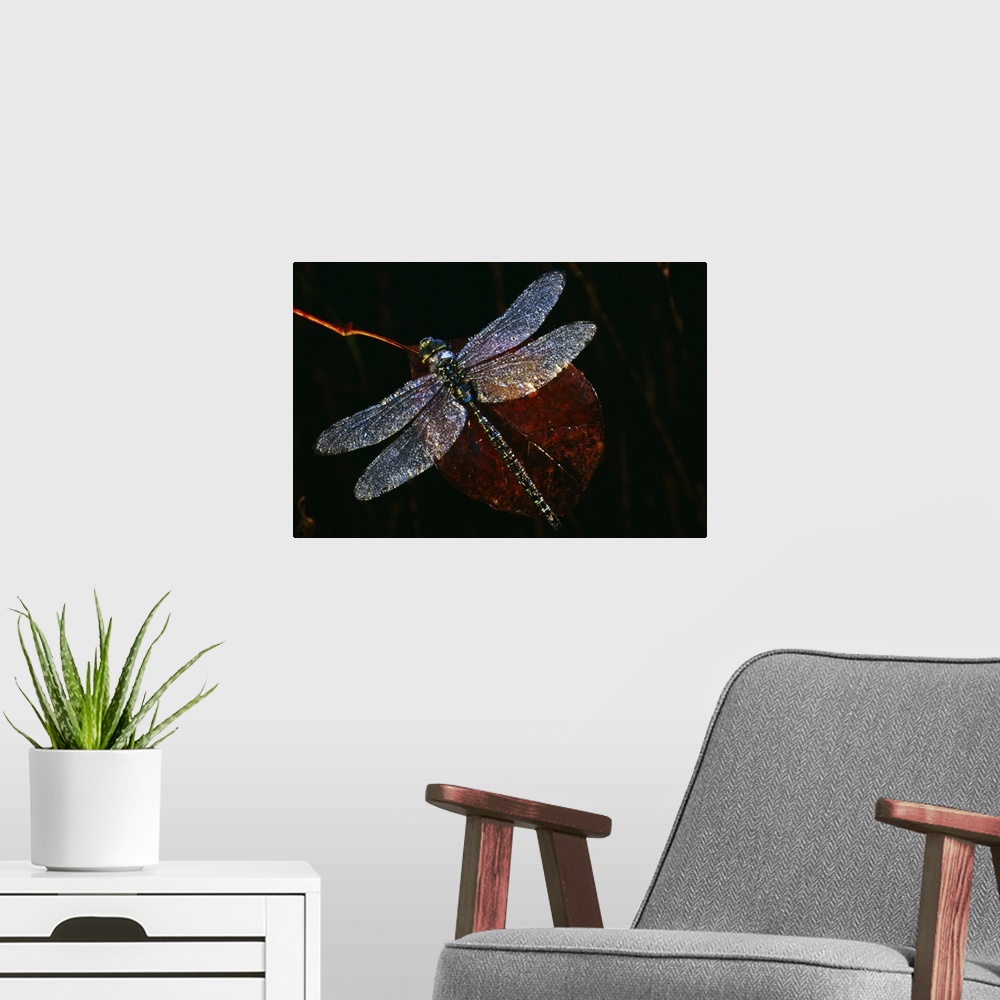 A modern room featuring High angle view of blue darner dragonfly on leaf, close up, Canada.