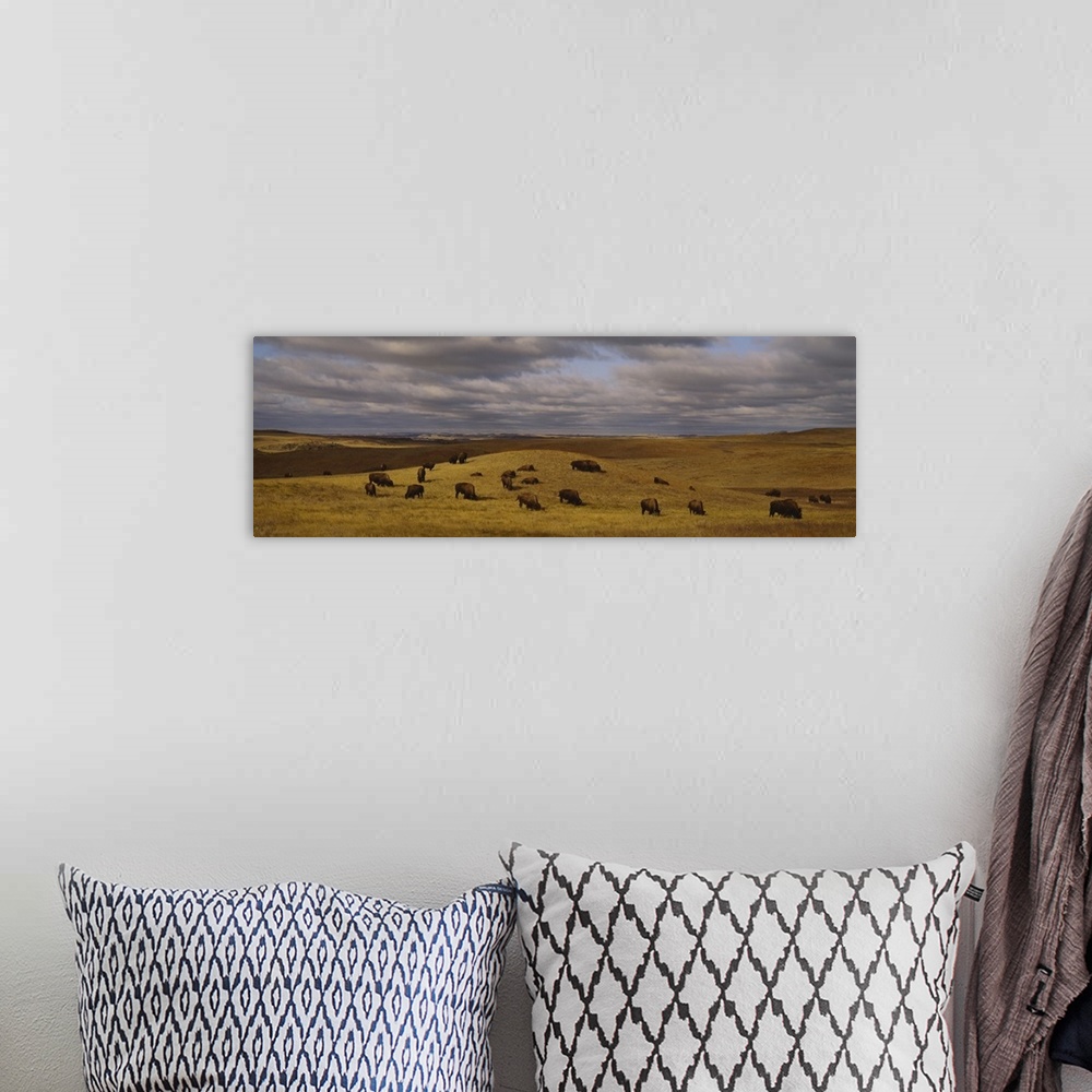 A bohemian room featuring Panoramic shot taken of a herd of buffaloes feeding on an open field with hills going back into t...