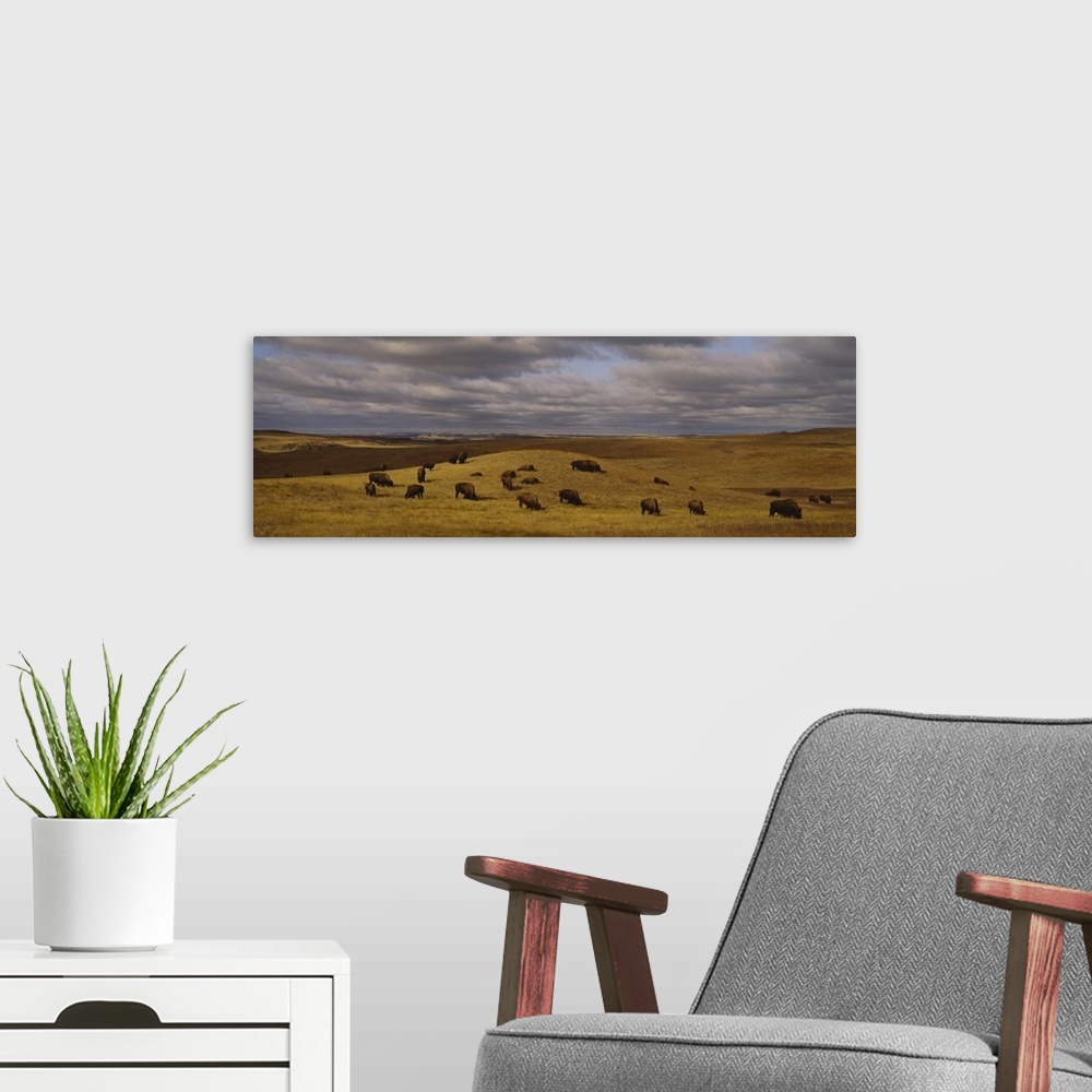A modern room featuring Panoramic shot taken of a herd of buffaloes feeding on an open field with hills going back into t...
