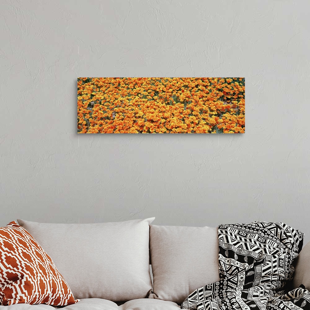 A bohemian room featuring High angle view of California Golden Poppies (Eschscholzia californica), Antelope Valley Californ...