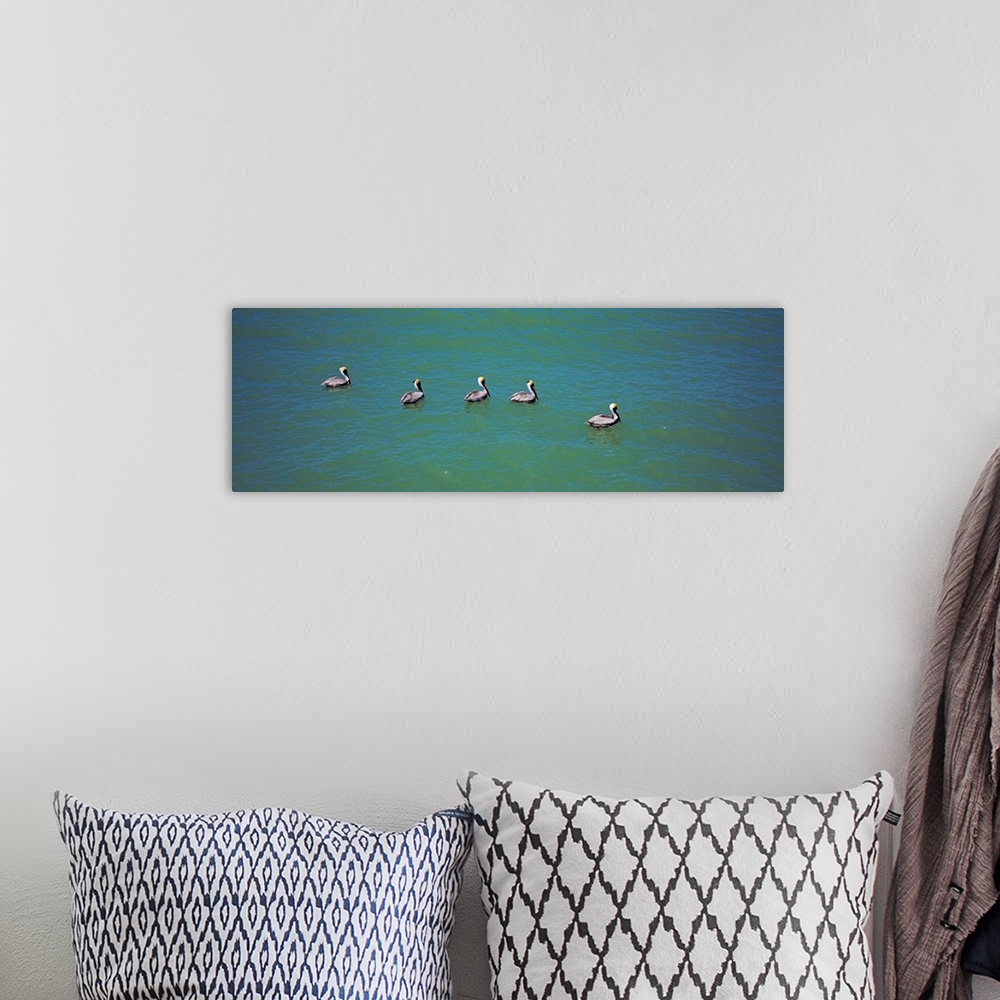 A bohemian room featuring High angle view of five pelicans in water, Gulf Of Mexico, Florida